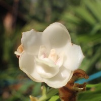 <i>Peristeria elata</i>  Hook.